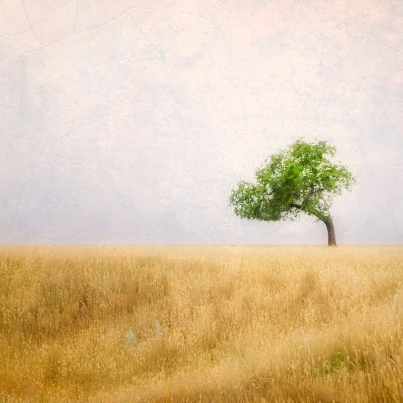 collection_image_1